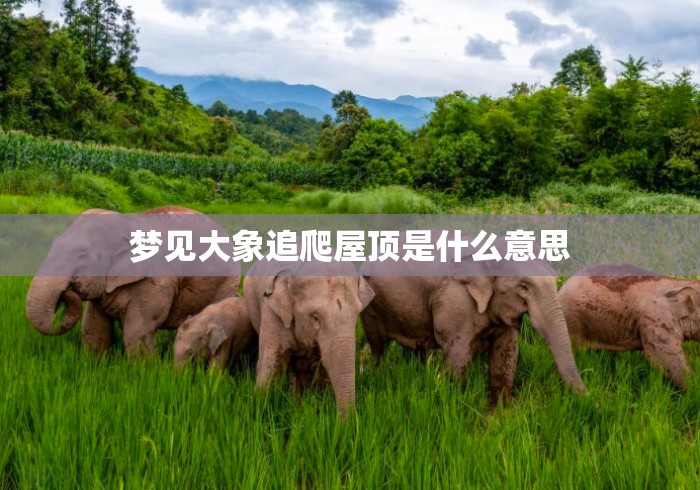 梦见大象追爬屋顶是什么意思