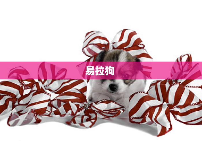 易拉狗 易拉狗