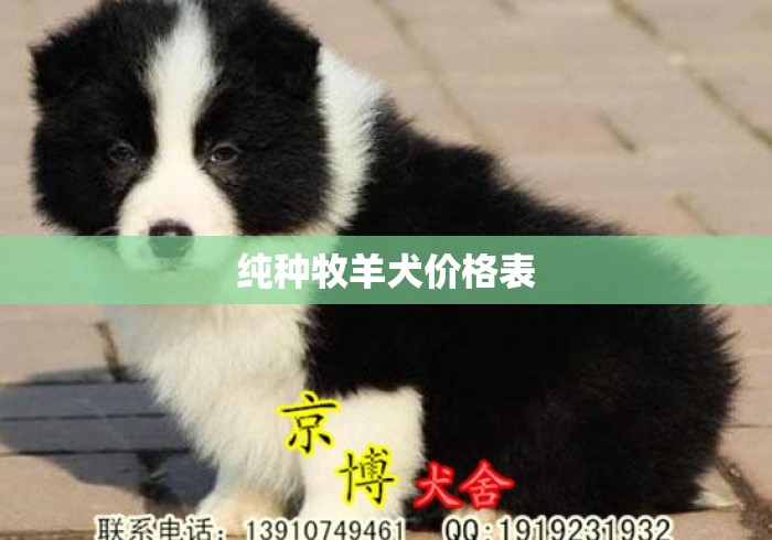 纯种牧羊犬价格表