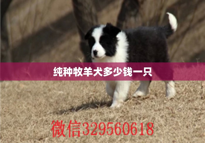 纯种牧羊犬多少钱一只 纯种牧羊犬多少钱一只