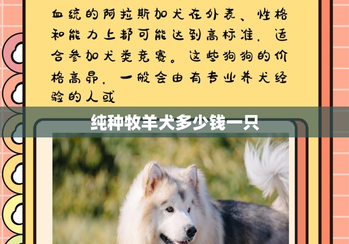 纯种牧羊犬多少钱一只 纯种牧羊犬多少钱一只
