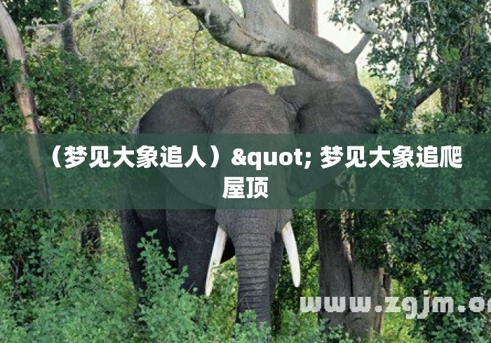 （梦见大象追人）" 梦见大象追爬屋顶